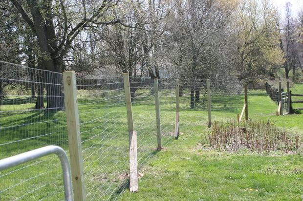 Welded Wire Fence - Hot Dipped Galvanized Welded Mesh Fencing Rolls and  Panels